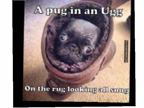 Cute Pug Ryme!!