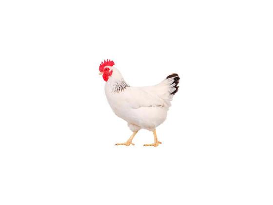 Chicken clicker (not a simulator)