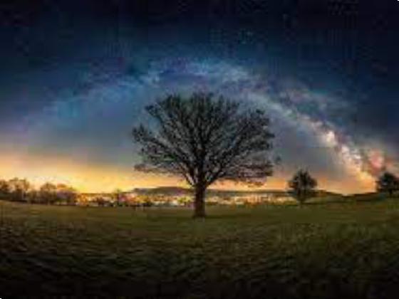 cool tree pic