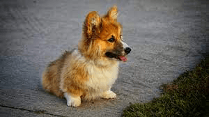 corgi