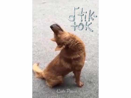 🐶tik tok