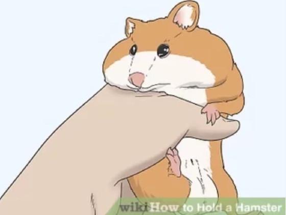 How To Hold A Hamster