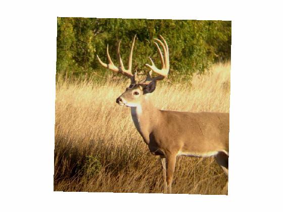 white tailed deer