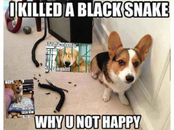 funny dog memes! 1