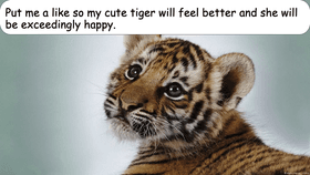 cutest tiger in the world