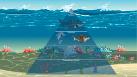 Ocean Ecological Pyramid