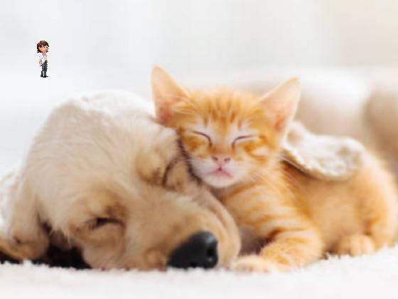 cute kitty and dog