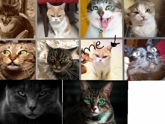 which cat are you