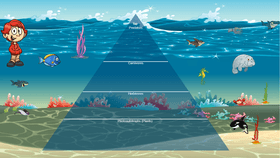 Ocean Ecological Pyramid