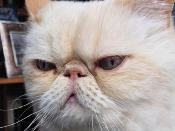 Angry Cat