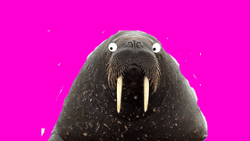 walrus