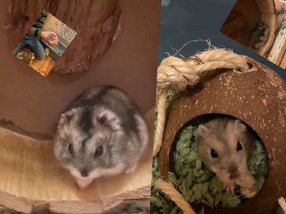 hamsterna