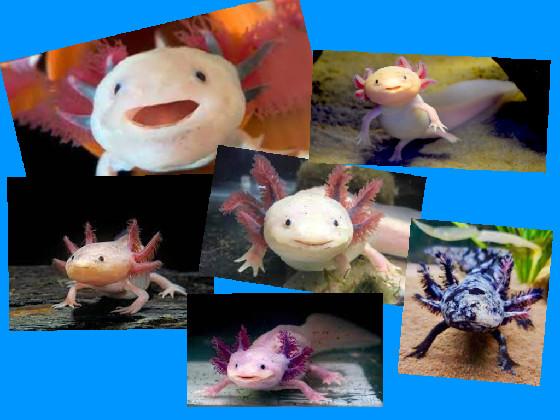 axolotls!