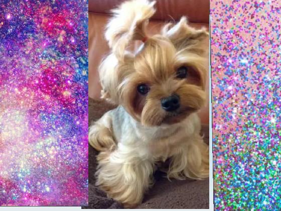 Dogs and glitter