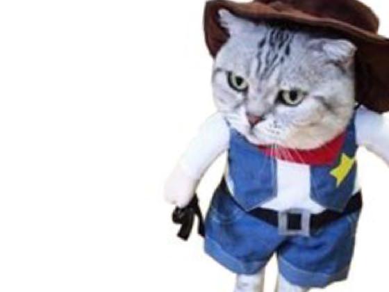 cowboy gato