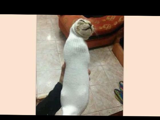 cat in a Sock 1