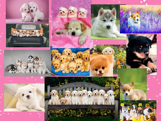 lst cute dogs🥰😍💖💕