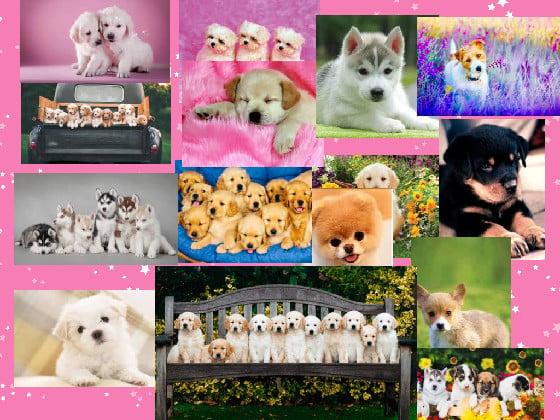 lst cute dogs🥰😍💖💕