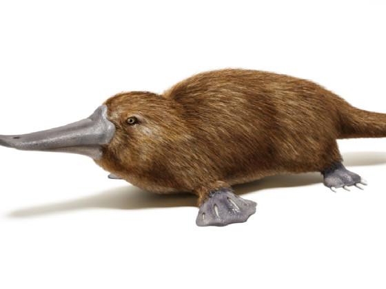 we will rock you platypus