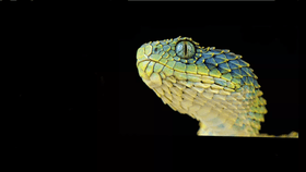 bush viper