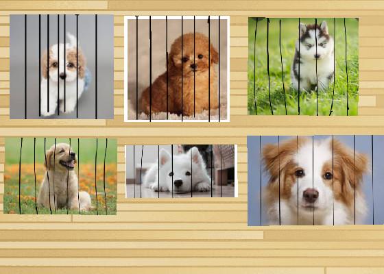 dogs for adoption 