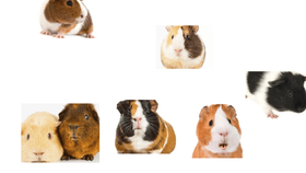 Talk to some Guinea pigs