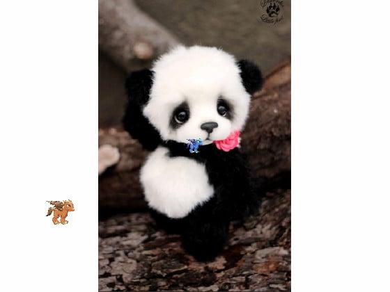 Cutest Panda Ever JR