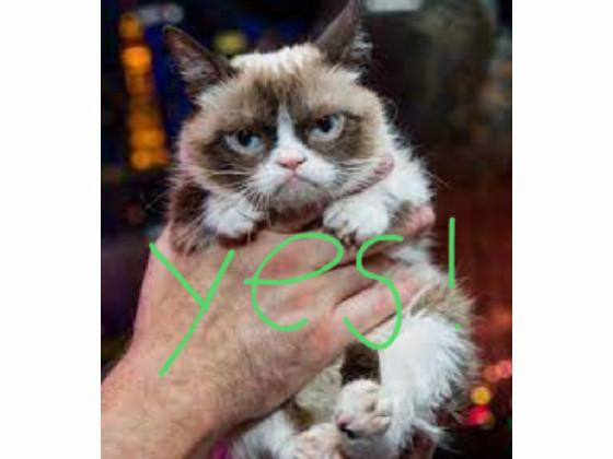 grumpy cat