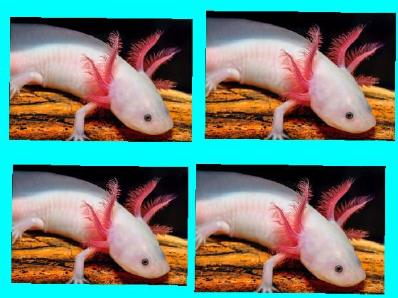 axolotl spinner 1