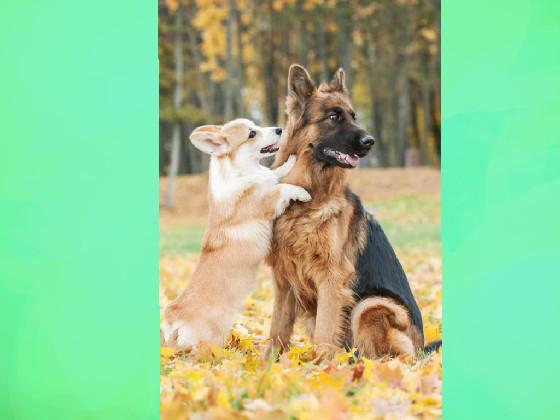  corgi and shepard🌙💫⭐️🌟💛🔱⚜️🟡🟨🔔