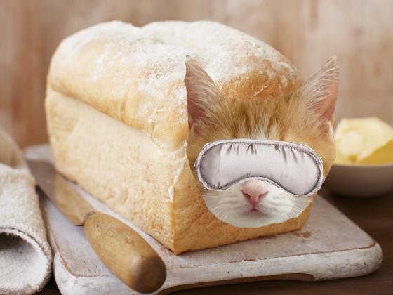 bred cat