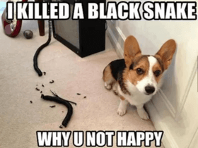 funny dog memes! 1