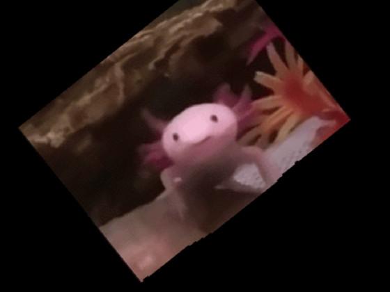 AXOLOTL!!!!!