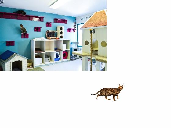 cat room