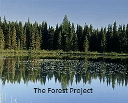 The Forest Project