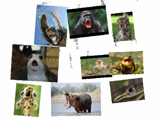 Screaming Animals Slideshow 1