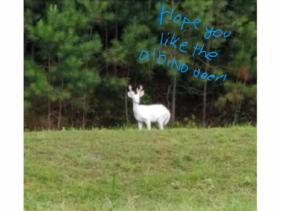 Albino deer