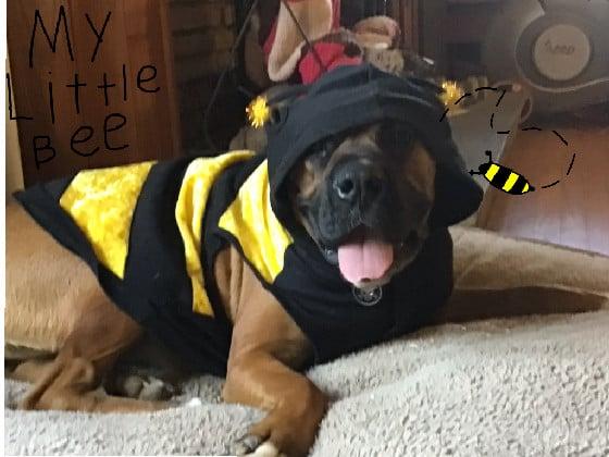 My little bee