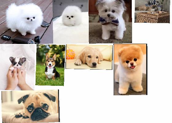 cute dog pictures 