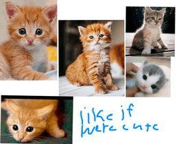 cute kitty cats