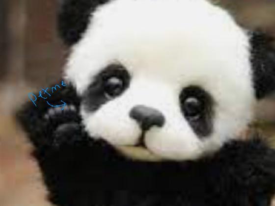 baby panda peter