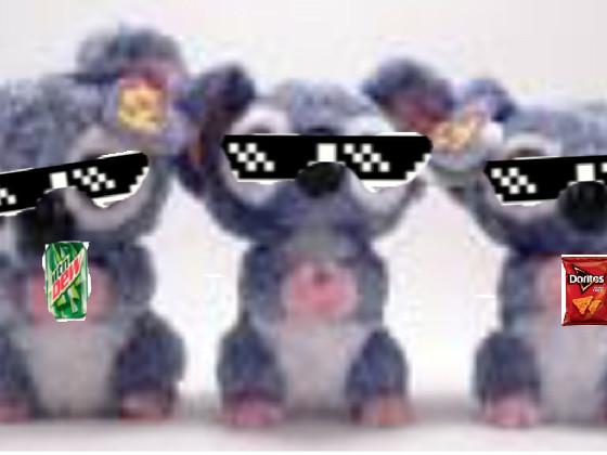 MLG Koalas