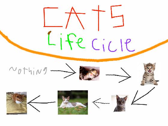 cats life cycle