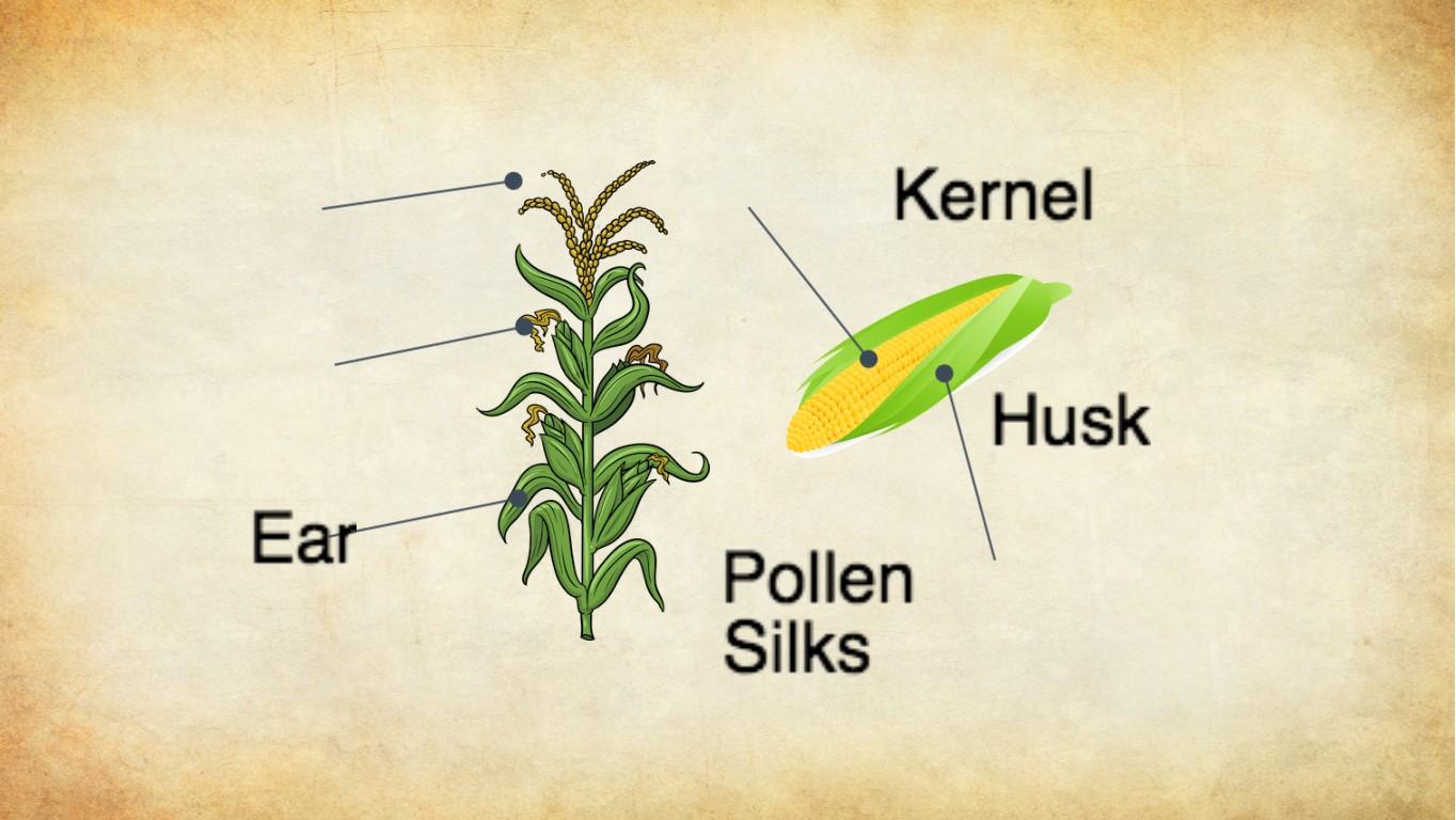 Parts of Corn - TEMPLATE