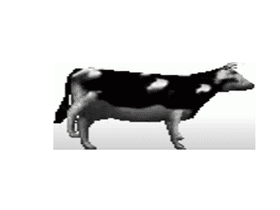 Polish Cow