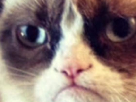 grumpy cat 3.0 1