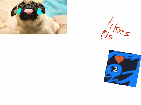 pug