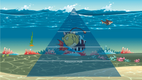 Ocean Ecological Pyramid