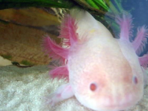 Axolotl