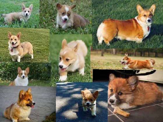 CORGI LOVERS COME HERE!